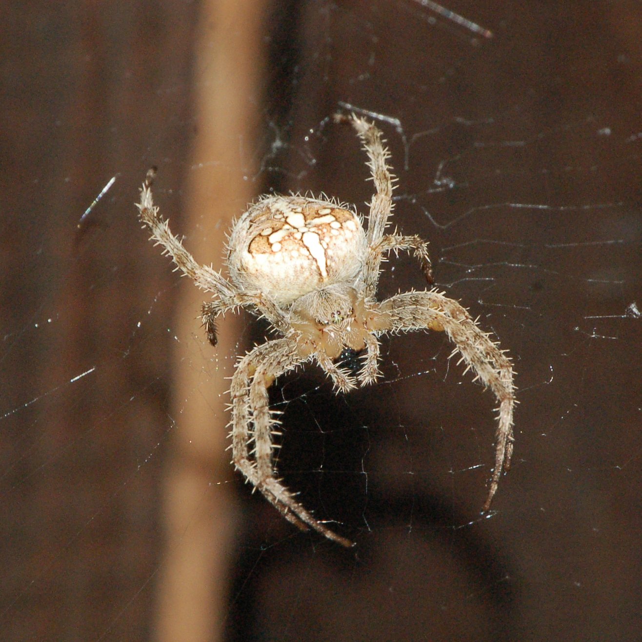 Araneus diadematus